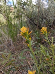 Castilleja applegatei pinetorum