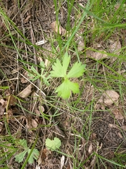 Ranunculus auricomus