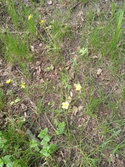 Ranunculus auricomus