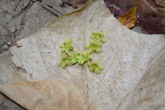 Pterocymbium tinctorium