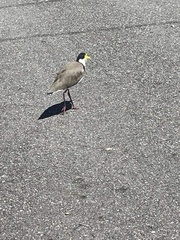 Vanellus miles novaehollandiae