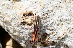 Macrocara conglobata