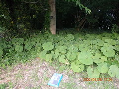 Petasites japonicus giganteus