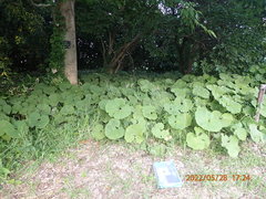 Petasites japonicus giganteus