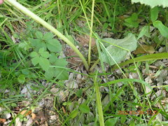 Petasites japonicus giganteus