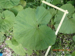Petasites japonicus giganteus