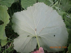 Petasites japonicus giganteus