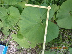 Petasites japonicus giganteus