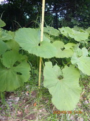 Petasites japonicus giganteus