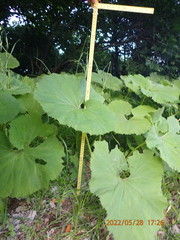 Petasites japonicus giganteus