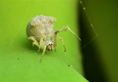 Uloborus