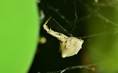 Uloborus