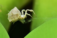 Uloborus