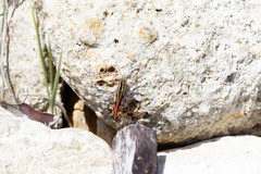 Macrocara conglobata
