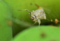 Uloborus