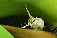 Uloborus