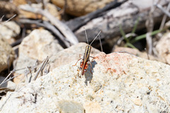 Macrocara conglobata