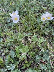 Anemonastrum protractum