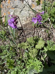Primula kaufmanniana