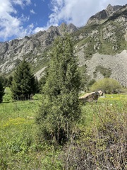 Juniperus semiglobosa