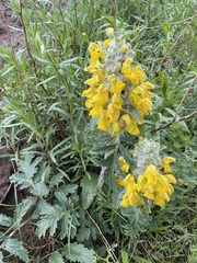 Phlomoides speciosa