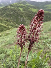 Eremurus cristatus