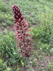 Eremurus cristatus