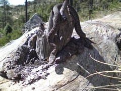 Crotalus triseriatus