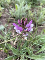Oxytropis ferganensis