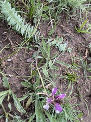 Oxytropis ferganensis
