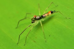 Asemonea tenuipes