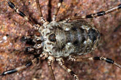 Mitopus glacialis
