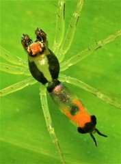 Asemonea tenuipes