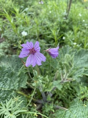 Geranium linearilobum