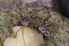 Mitopus glacialis