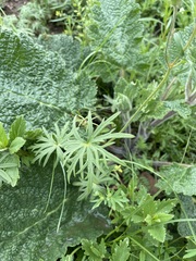 Geranium linearilobum