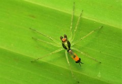 Asemonea tenuipes