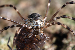 Mitopus glacialis