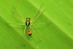 Asemonea tenuipes