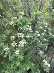 Spiraea lasiocarpa