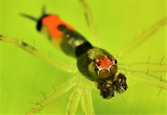 Asemonea tenuipes