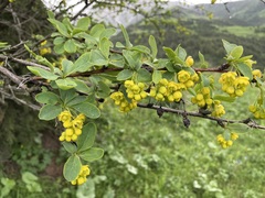 Berberis sphaerocarpa