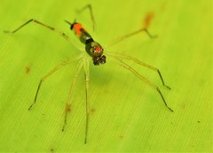 Asemonea tenuipes