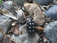 Paranovelsis punctatus