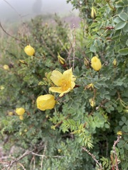 Rosa platyacantha