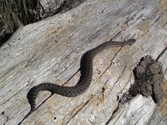 Crotalus triseriatus