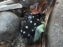 Paranovelsis punctatus