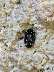 Paranovelsis punctatus