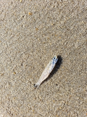 Anchoa mitchilli