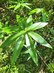 Zanthoxylum ailanthoides
